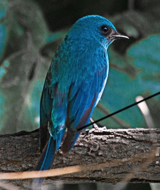 Verditer-Flycatcher 